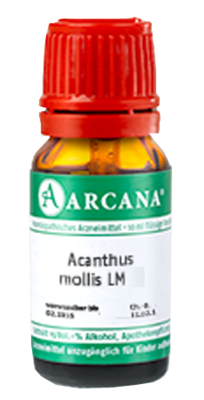 ACANTHUS mollis LM 5 Dilution