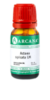 ACTAEA SPICATA LM 8 Dilution