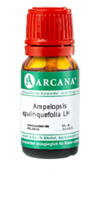 AMPELOPSIS quinquefolia LM 1 Dilution