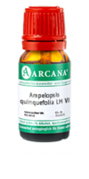 AMPELOPSIS quinquefolia LM 6 Dilution