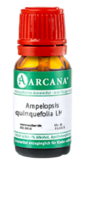 AMPELOPSIS quinquefolia LM 20 Dilution