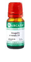 ANAGALLIS ARVENSIS LM 3 Dilution