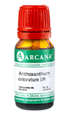 ANTHOXANTHUM odoratum LM 24 Dilution